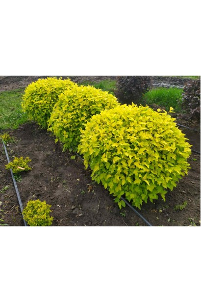 Пухироплiдник калинолистий Лютеус - ком50кг/вис.70-90см/Ø80-90см